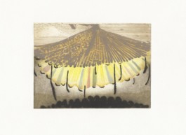 Vanilla Marigold, ed.25 collagraph and hand colour, image size: 24 x 18cm, paper size: 40 x 33cm KatherineJonesRA